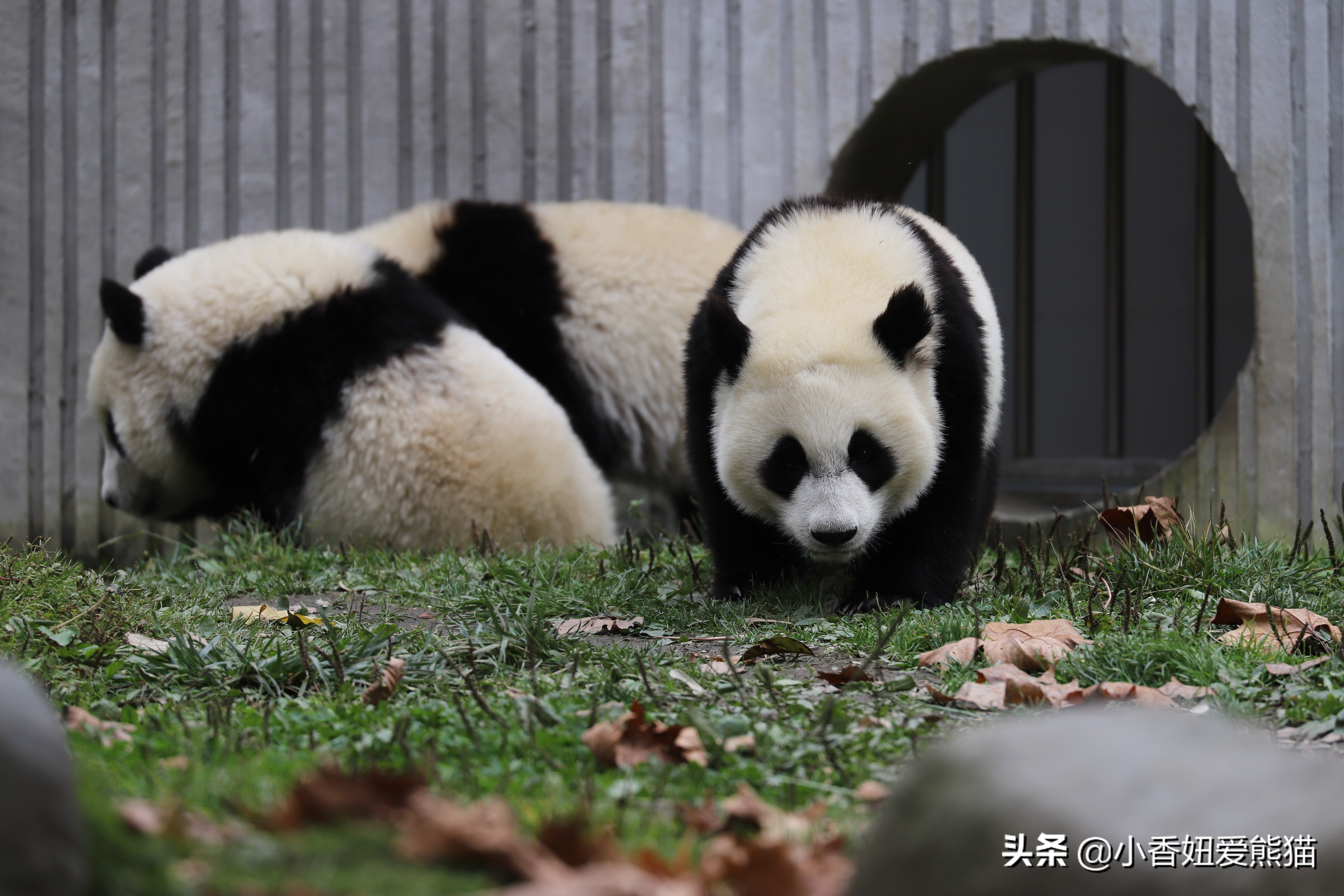 卧龙熊猫宝宝和宝力,卧龙熊猫基地熊猫宝宝