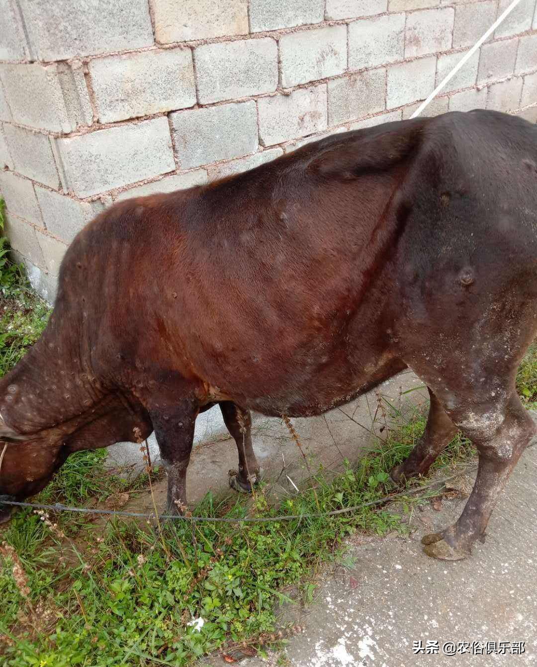 多省爆发牛皮肤病，三伏天不建议买牛，这些建议值得养牛人借鉴