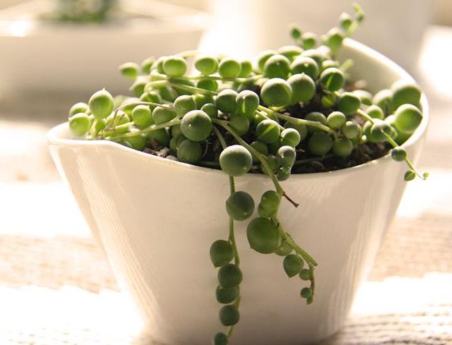 佛珠吊兰腐烂怎么补救,佛珠吊兰为什么会发黄