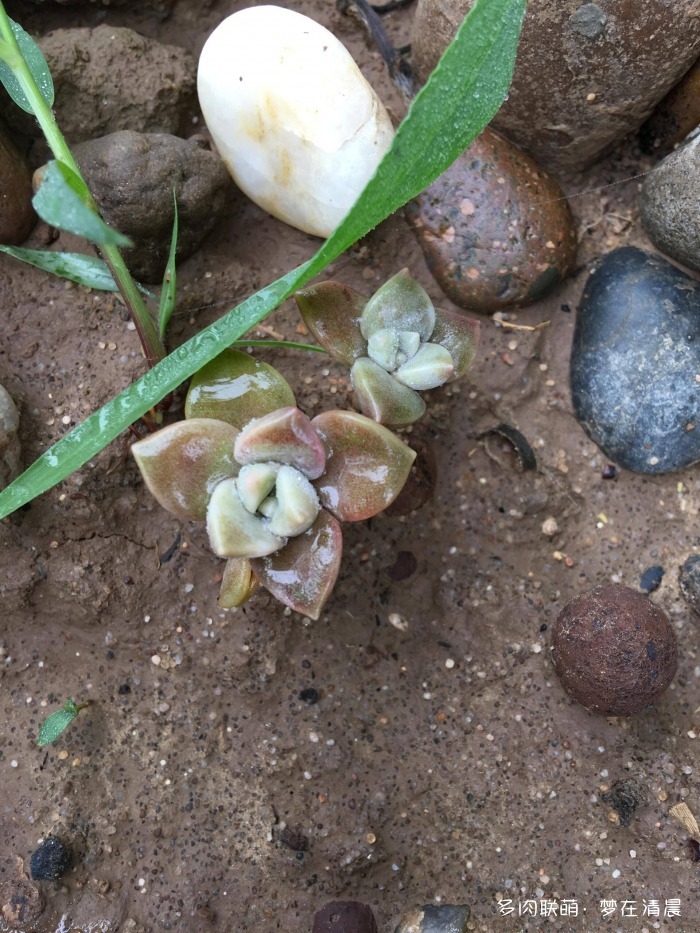 澶忚姳鏈夊摢浜涜姳,澶氳倝鏈夎姳鏈夋灉