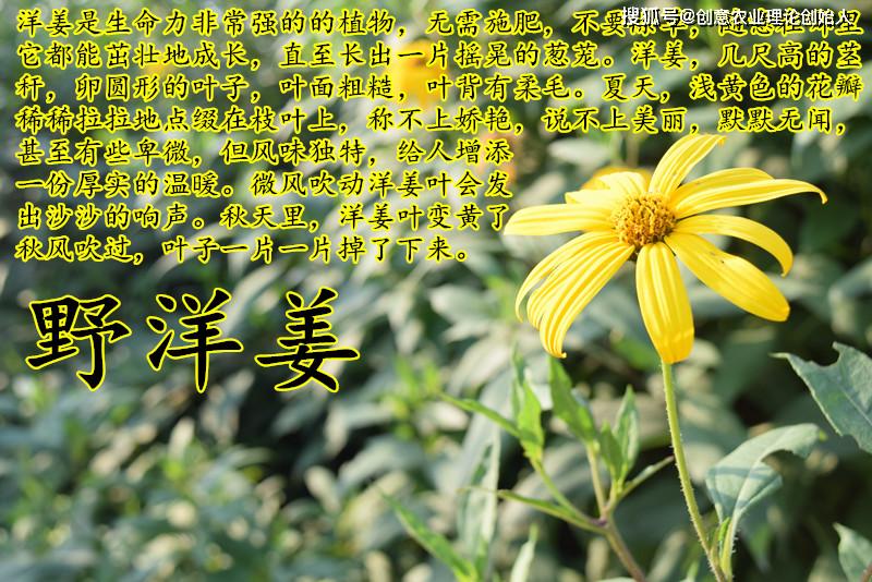 盆栽洋姜的方法,家庭种洋姜的正确方法