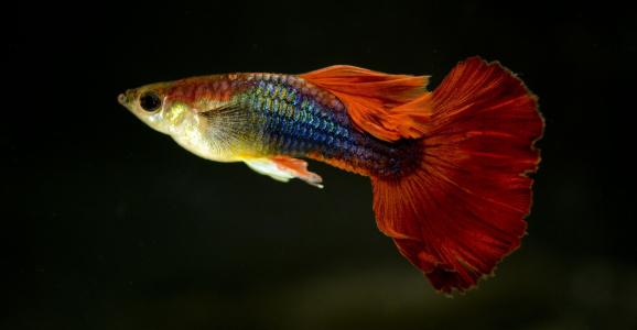 孔雀鱼生小鱼容易死,母孔雀鱼下完小鱼就容易死