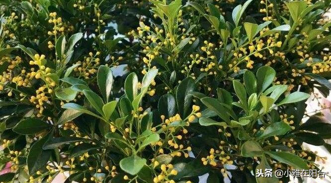 米兰怎么养才可以过冬,米兰冬天的养护方法可以修剪吗