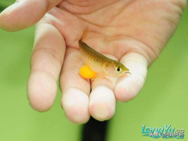 适合新手养的龙鱼品种,龙鱼对于新手来说好养吗