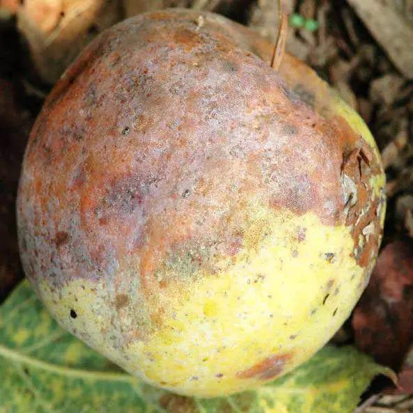 苹果的主要病虫害及如何防治,防治苹果病害的方法