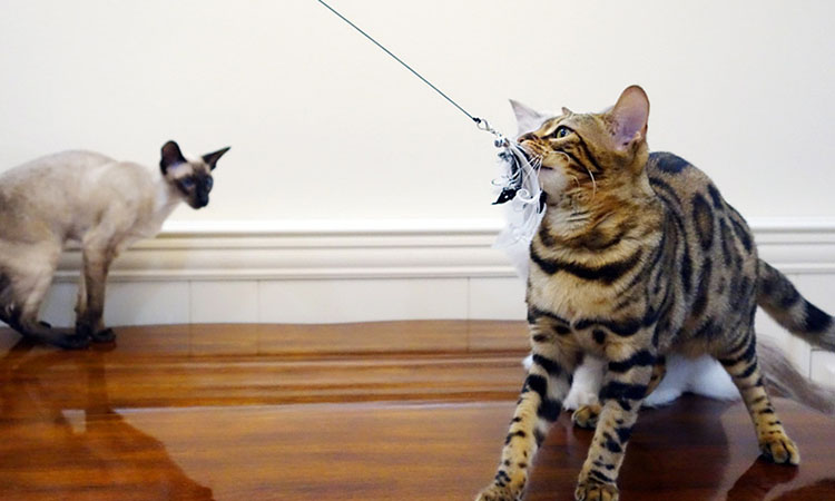 盘点喵星人爱不释手的玩具,喵星人必备玩具