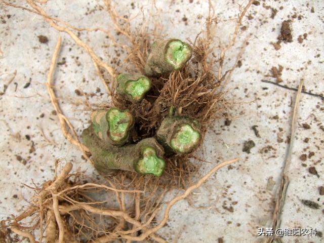 枯萎病拿什么药来治疗,一招解决枯萎病