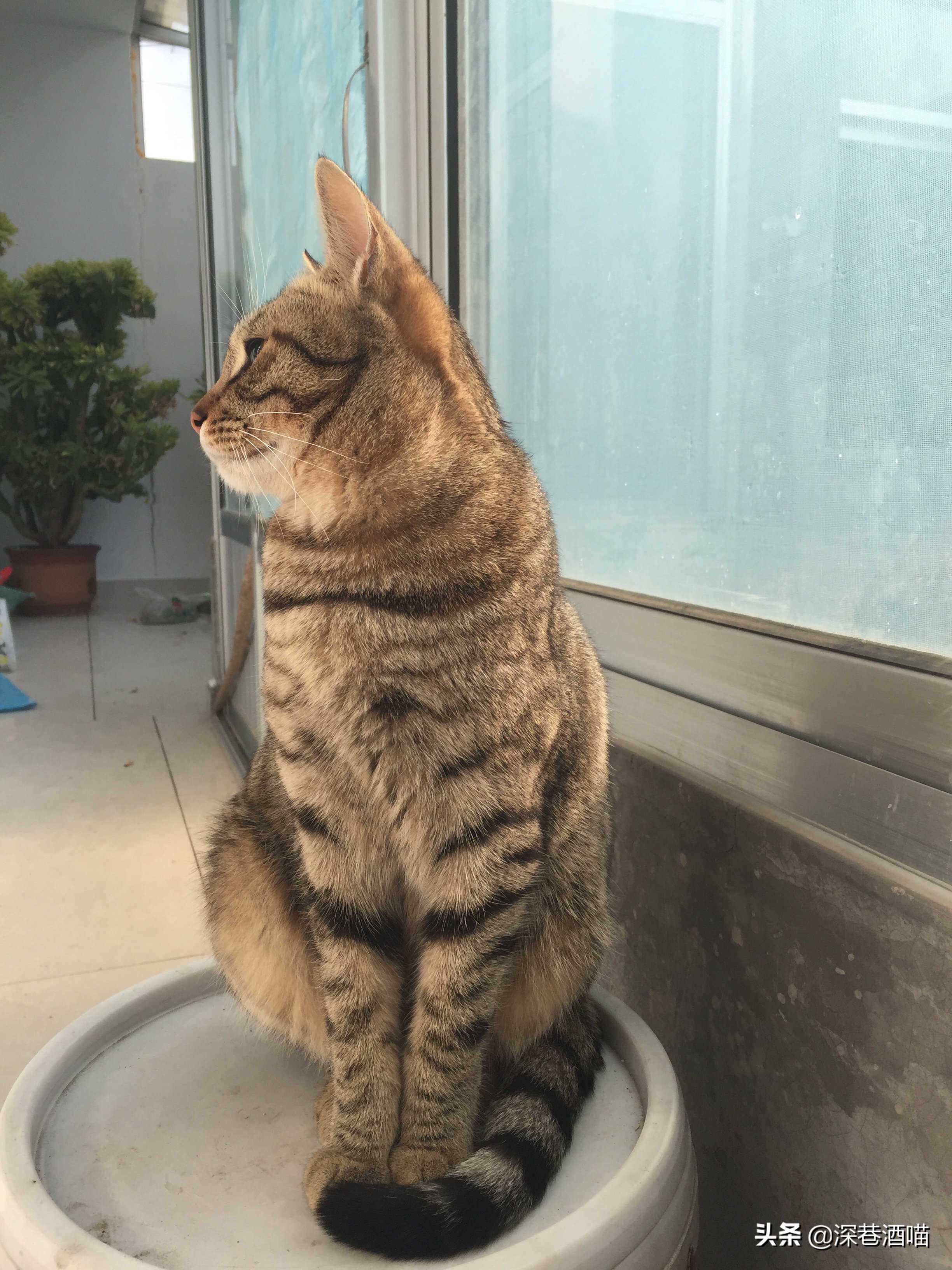 土猫可以当成宠物饲养吗？来！看看网友们是怎么回答的