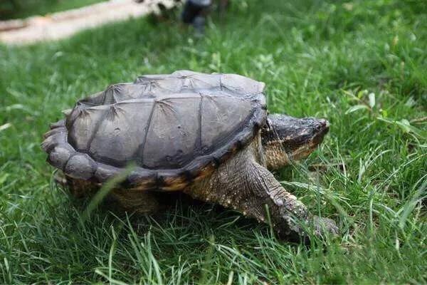 鳄鱼龟怎么区分公母,鳄鱼龟怎么分公母