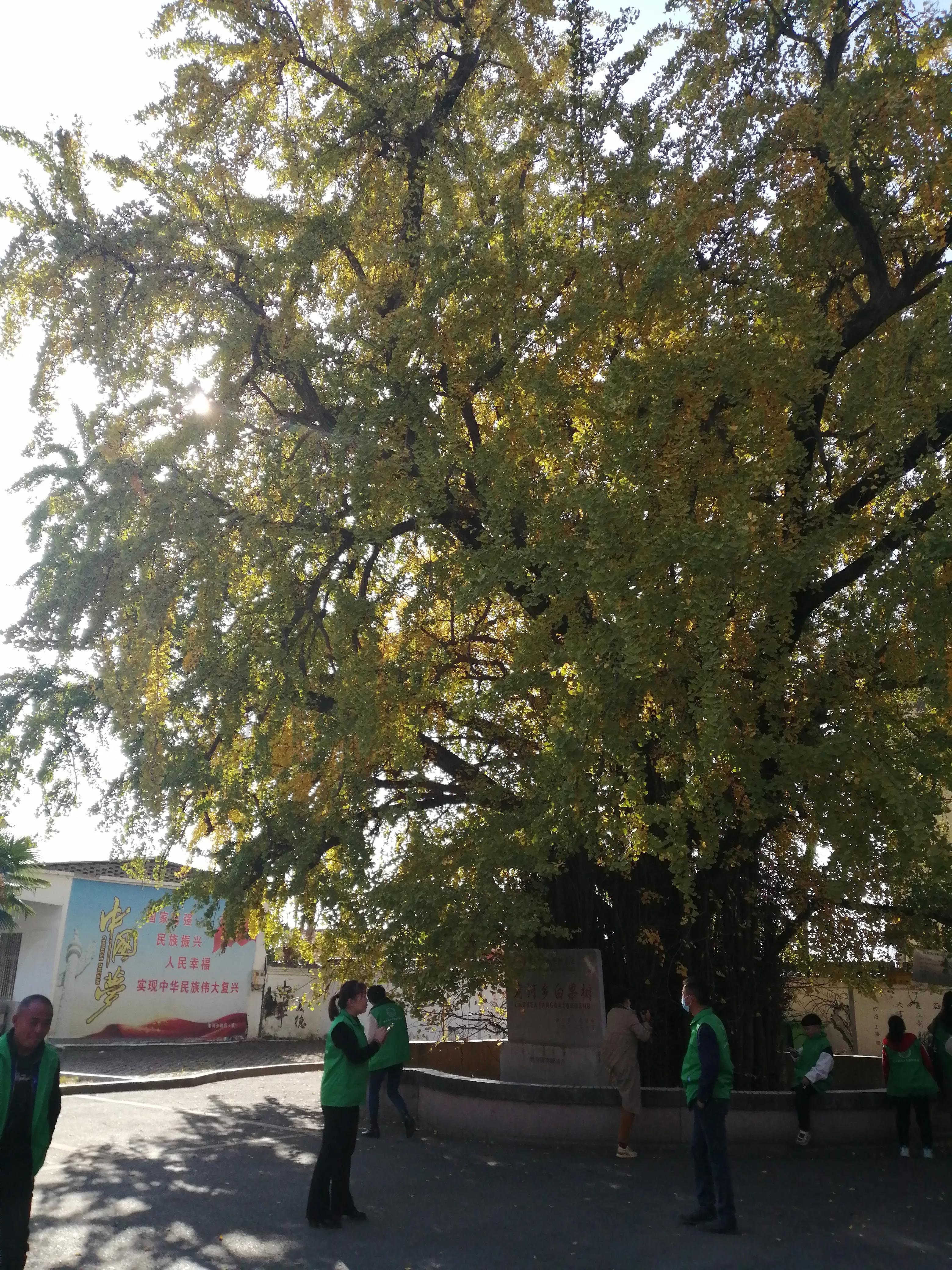 驻马店志愿者行动,驻马店古树保护志愿