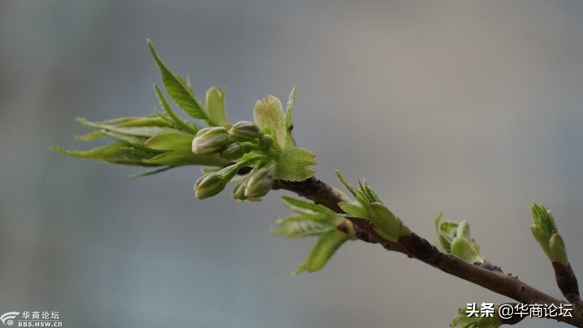 疫情下的城市生活纪录片,西安疫情每天新增记录图