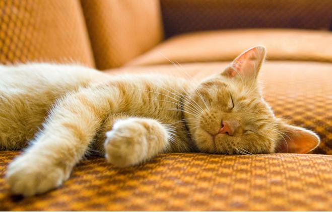 猫咪生病的12种表现铲屎官必知,铲屎官注意猫咪这个部位也需护理