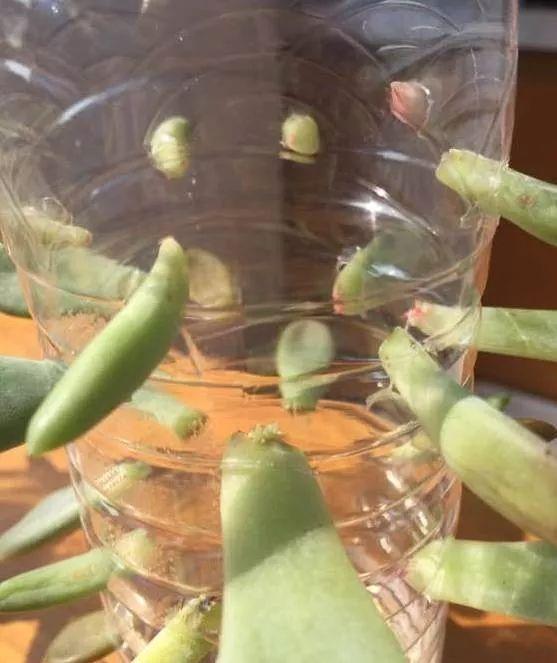 如何用塑料瓶做养花神器,今天教你如何让塑料瓶秒变盆栽