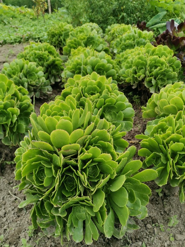 云南香格里拉的优质松茸,云南香格里拉德钦松茸