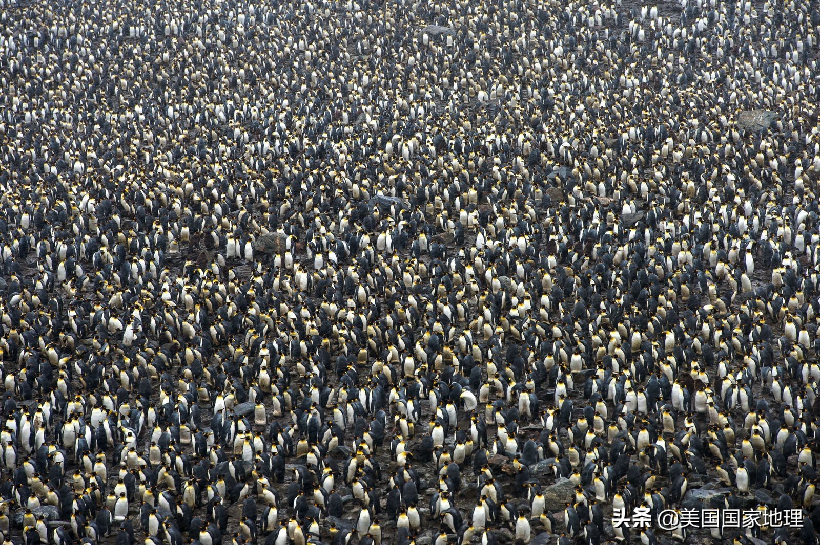 你见过的海豹都这么逗吗？！