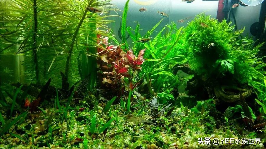 60草缸壁挂过滤推荐,草缸壁挂式过滤器