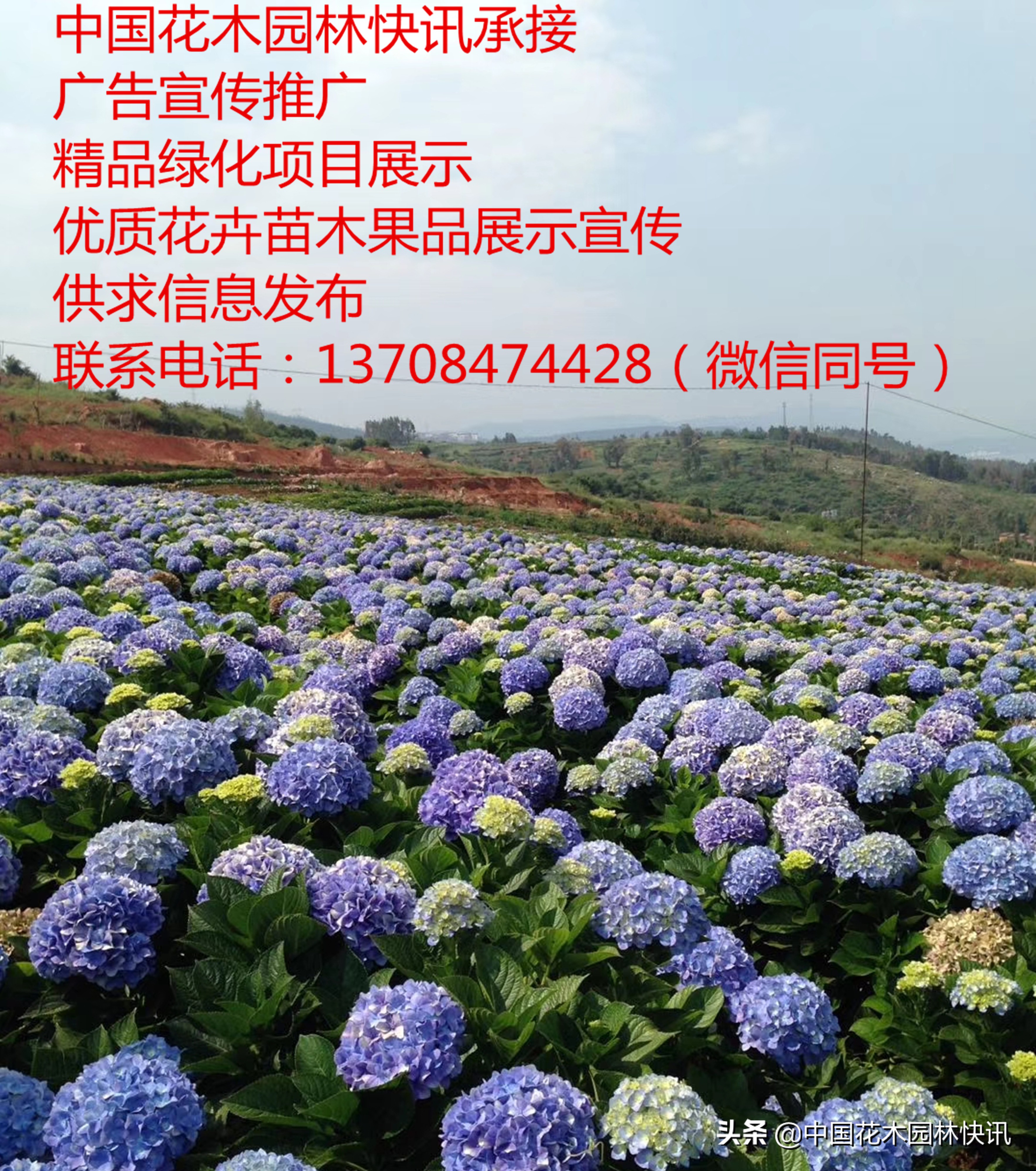 成都园林绿化苗木价格信息,温江园林绿化苗木报价