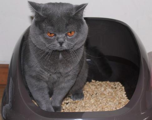 猫咪尿液除臭小苏打的使用方法,猫咪往床上尿尿了买什么除臭