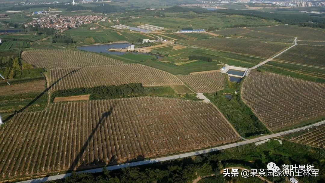 威海金,维纳斯黄金苹果——美的不只是外表