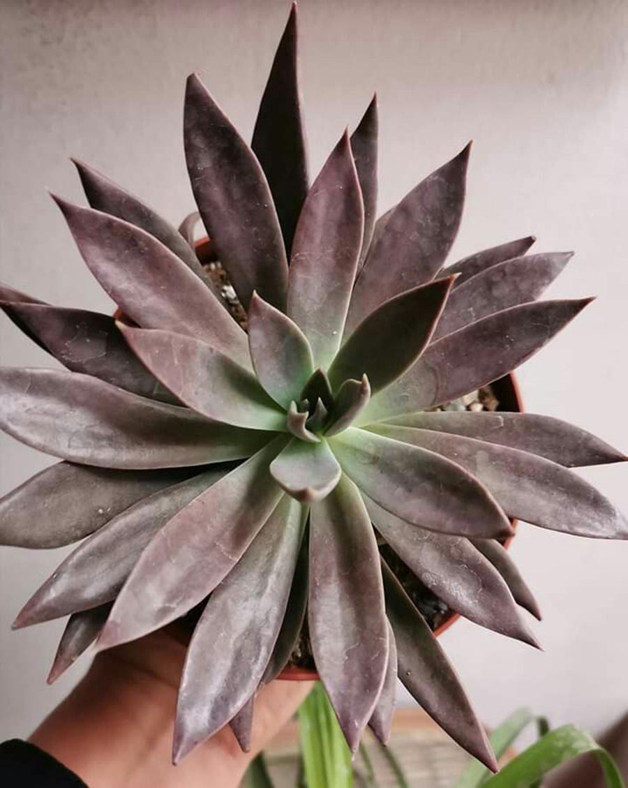 家居收纳日本主妇收纳秘笈大公开,日本主妇如何收纳冰箱蔬菜