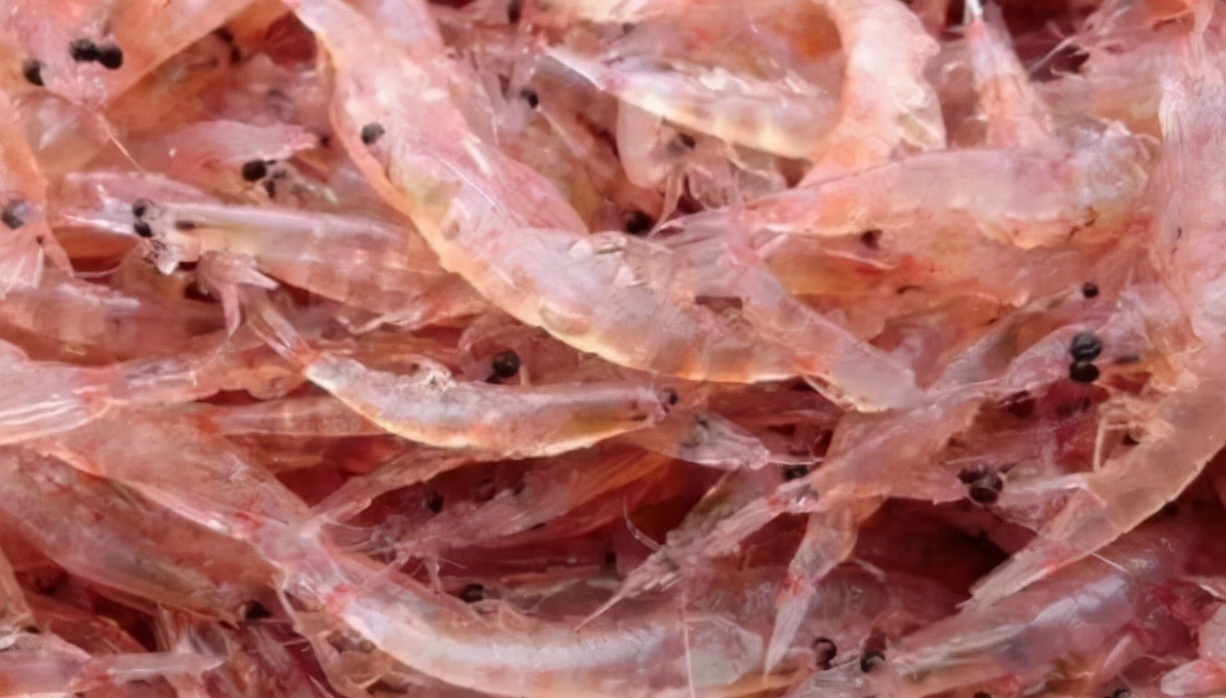 南极磷虾比粮食还要多,南极磷虾有多少