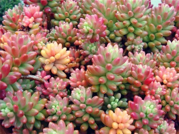 100种常见多肉的养法图片大全,60种好度夏的多肉植物