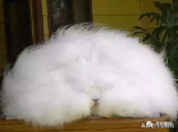 这些动物小时候太可爱简直萌化了,世界十大最受欢迎的动物