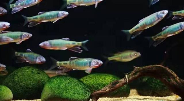 鱼缸一周了都混浊,鱼缸一周左右水变浑