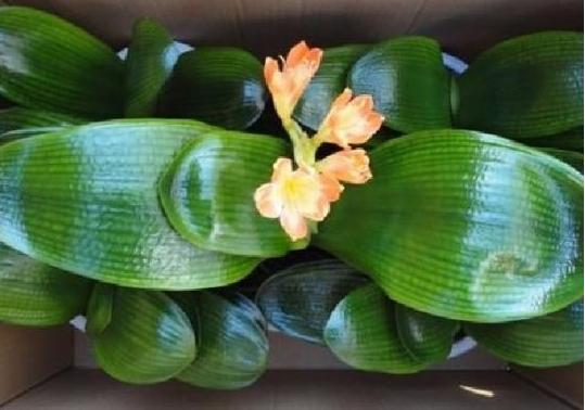 刚买回来的盆栽花怎么处理,市场买回的花要如何养