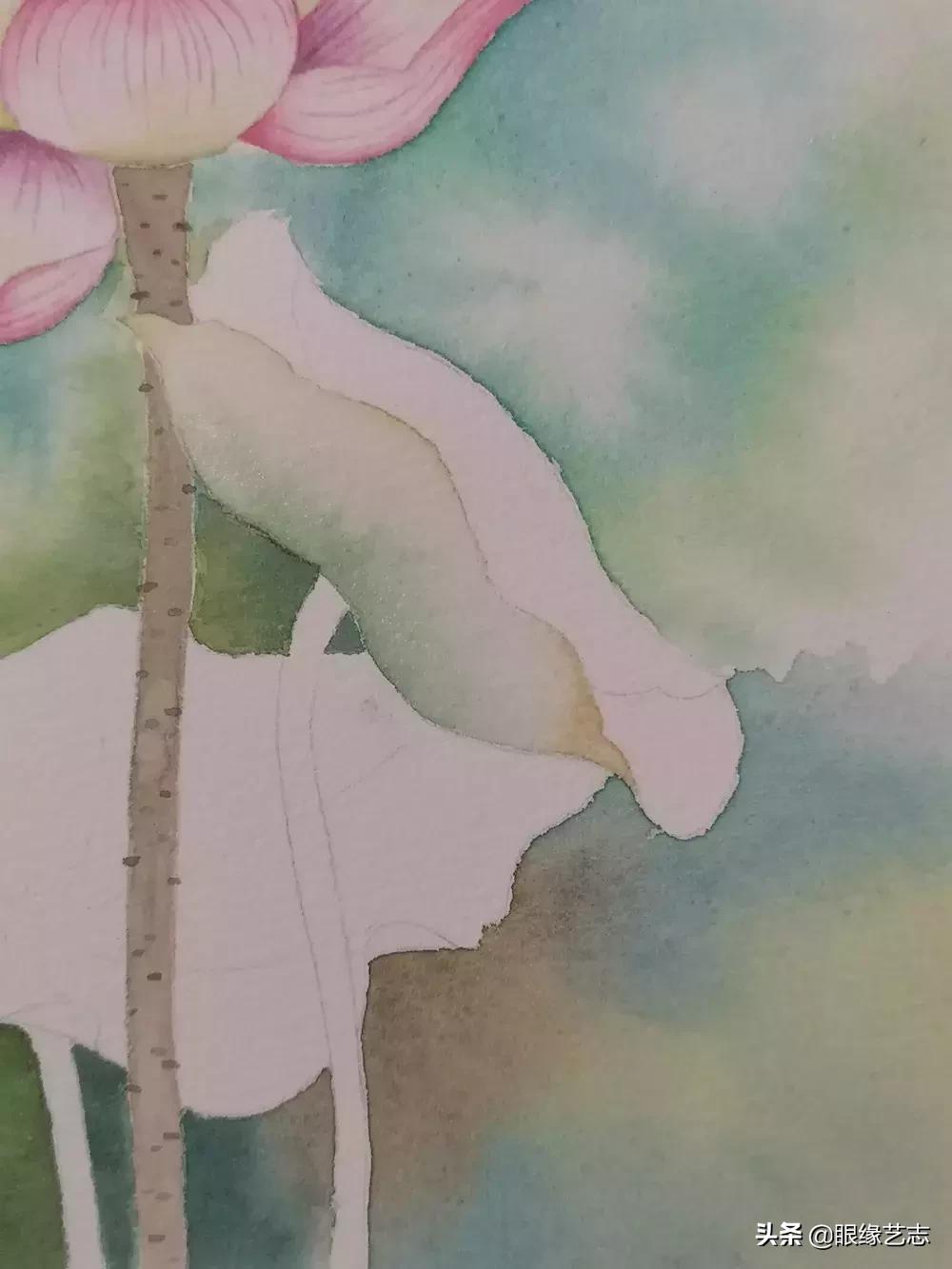 水彩莲花画法教程,白色荷花水彩画法教程