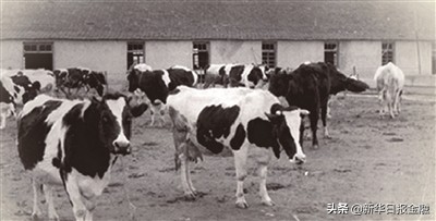 卫岗奶业集团,卫岗乳业驰援南京