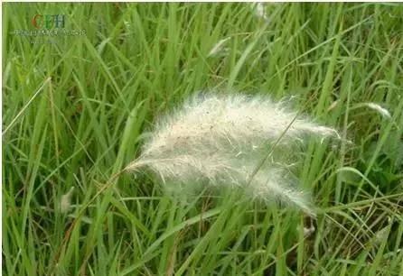 农村随处可见的几种野生中草药,教你认识那些路边的野生中草药