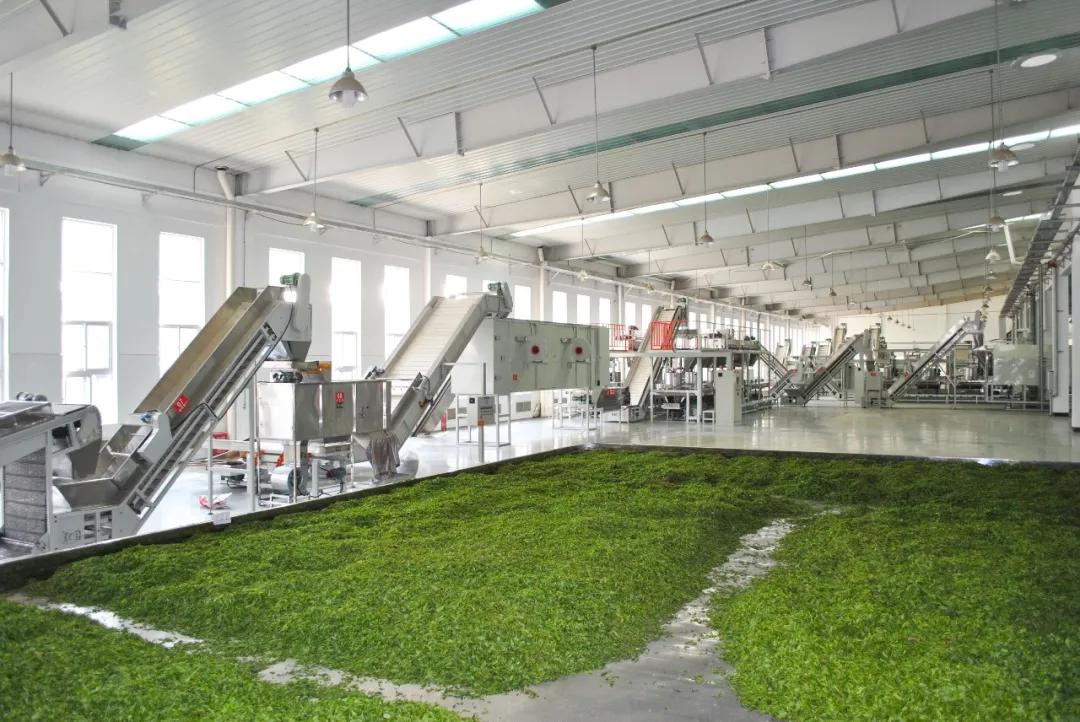 *花采**毛尖告诉你春天的滋味：春茶上市，邀您品尝