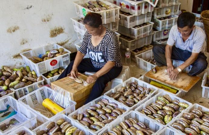 种植八月瓜的商机,种植八月瓜药材前景很好很广泛吗