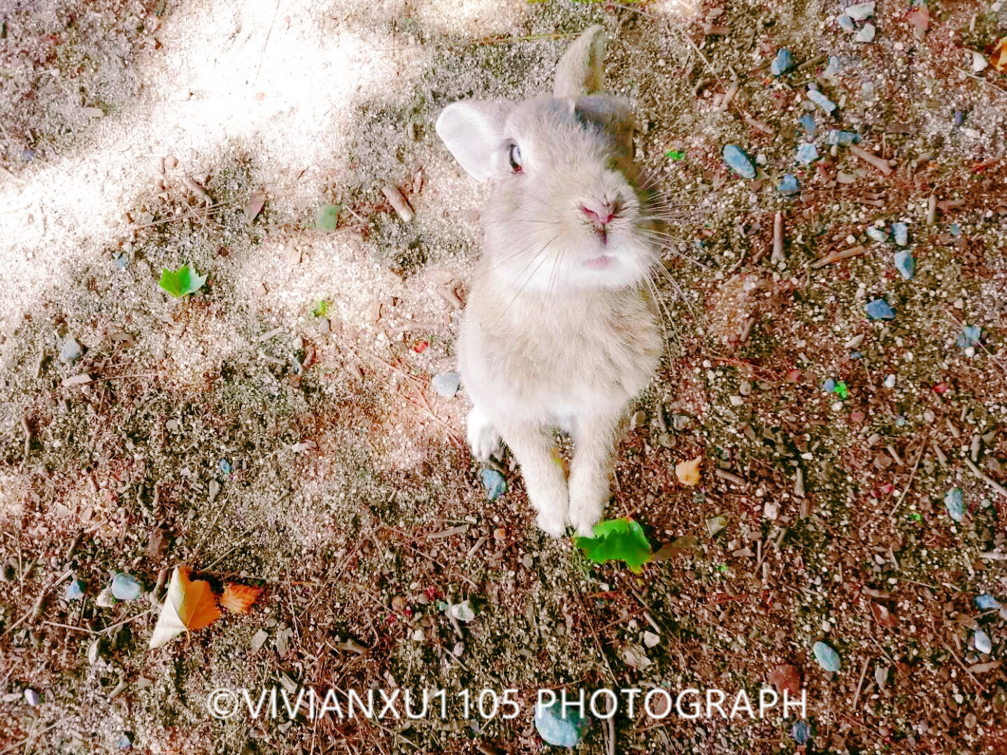 日本本州岛山阴山阳地区纯玩行程美图合集
