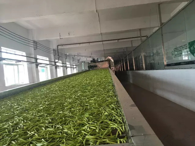 农村简易黄花菜烘干技术,黄花菜烘干的正确方法