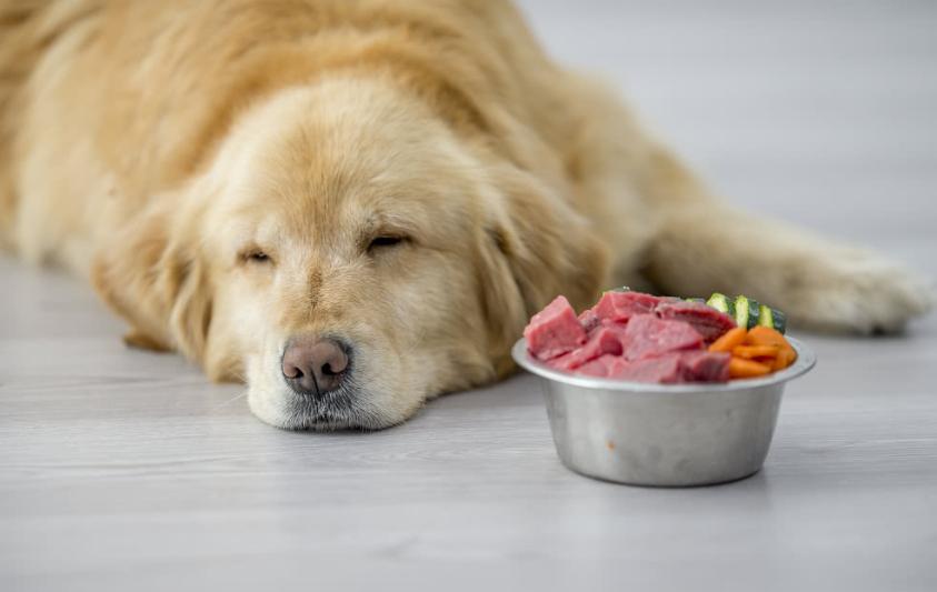 狗狗呕吐不要慌6种情况与处理,狗狗呕吐不吃饭没精神怎么处理