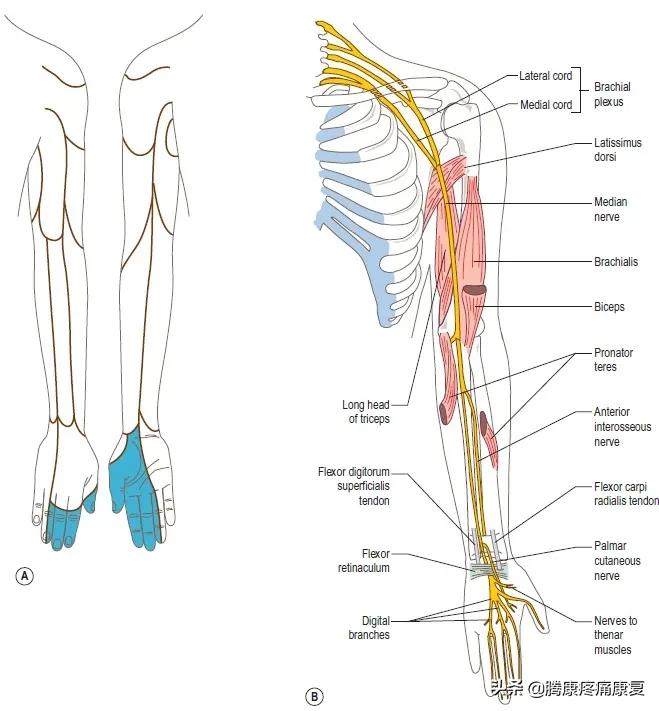 正中神经损伤治疗方法,正中神经损伤康复训练