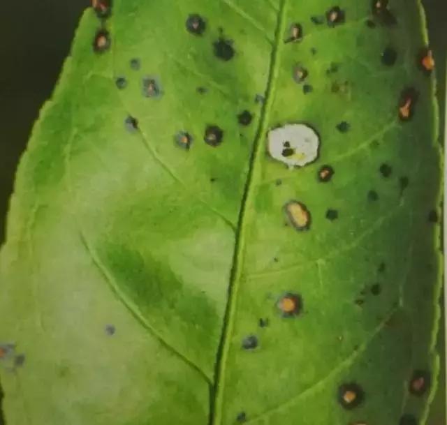 柑橘落果病害图谱大全,柑橘树的果树病害图谱