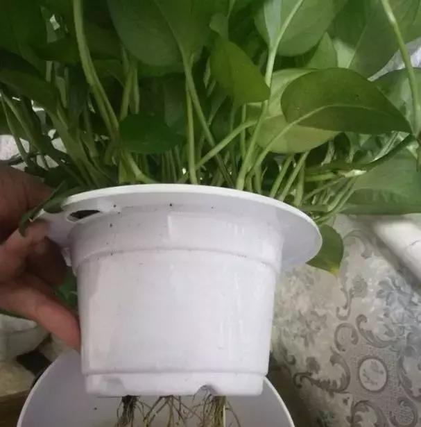 绿萝吊兰爱“吃土”，2年盆土“吃光光”，说啥也要换土！