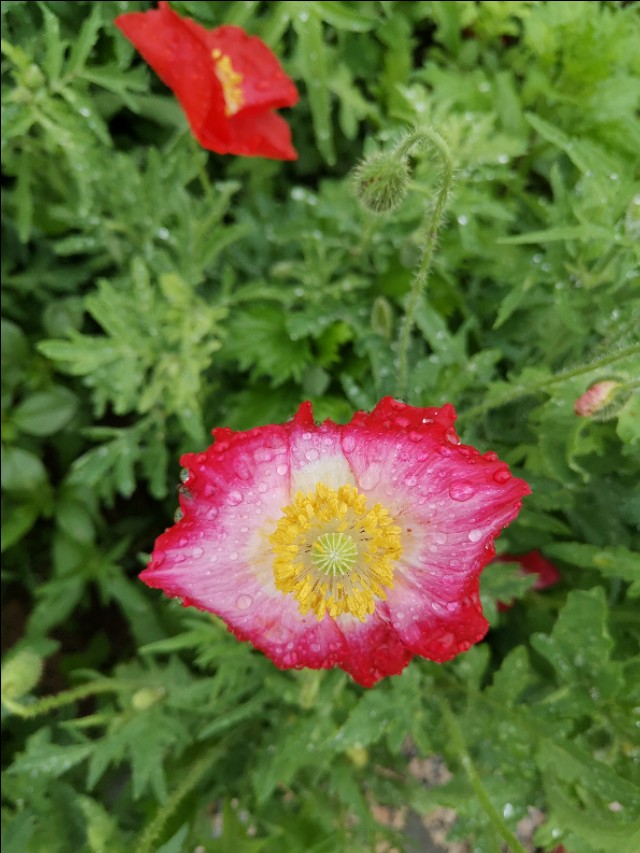 坝上草原沐野农庄,丰宁坝上草原花语云朵民宿