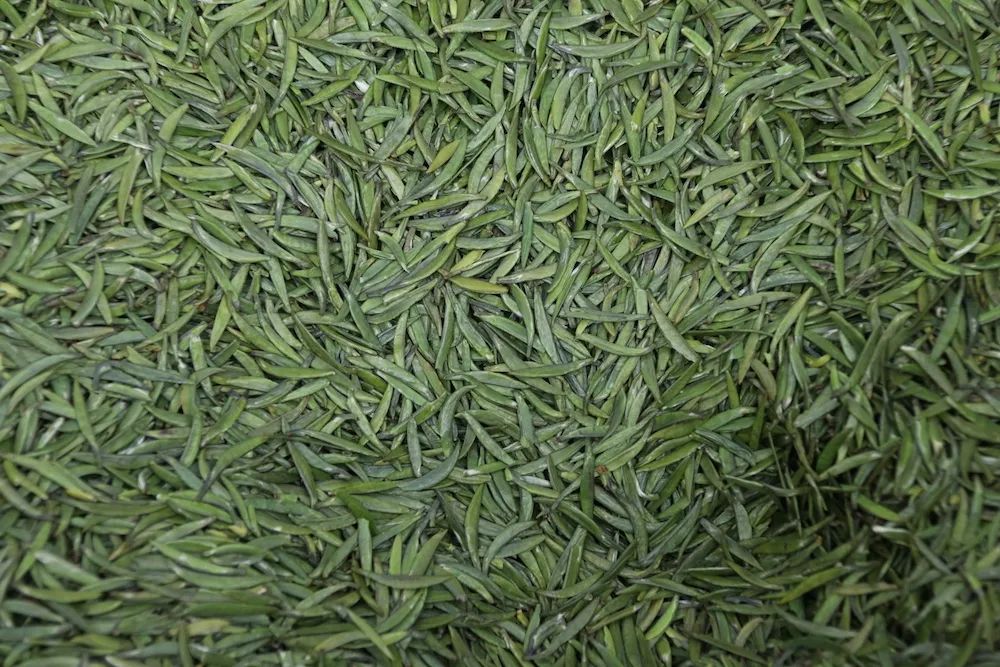 早上6点，去蒙顶山买茶是一种什么体验？