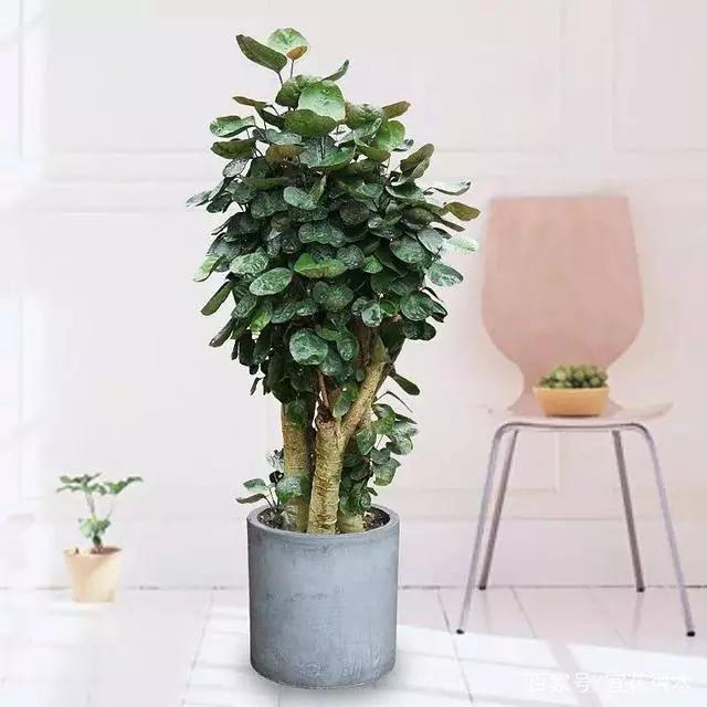 18种好养、好看、寓意超好的新家盆栽，总有一款你喜欢