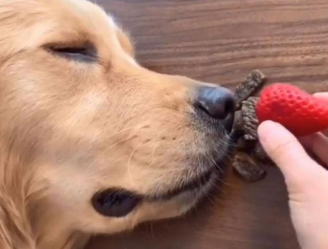 金毛宝宝长大后的样子,金毛宝宝能有多聪明