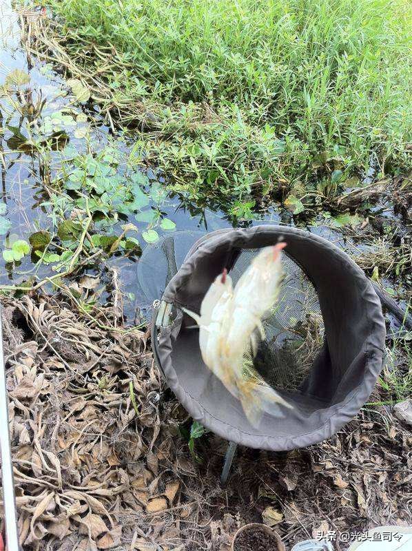 下雨天用麦子钓鱼,用小麦钓鱼没口啥情况