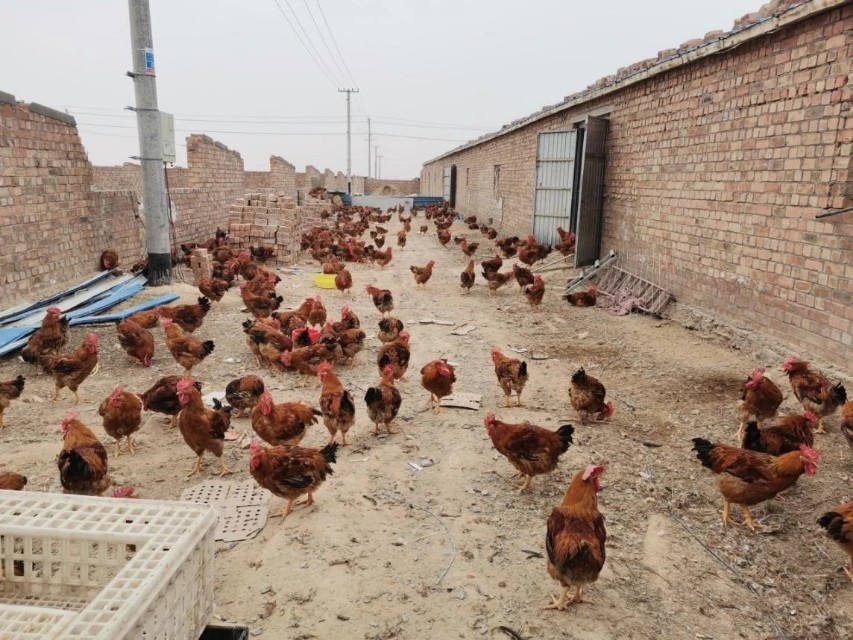 闂藉畞鍗忎綔甯壎鏂规,闂藉畞鍗忎綔鎵惰传鍐滀笟浜у搧