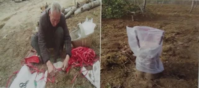 苹果树老园改造方案,老苹果树怎样改造视频