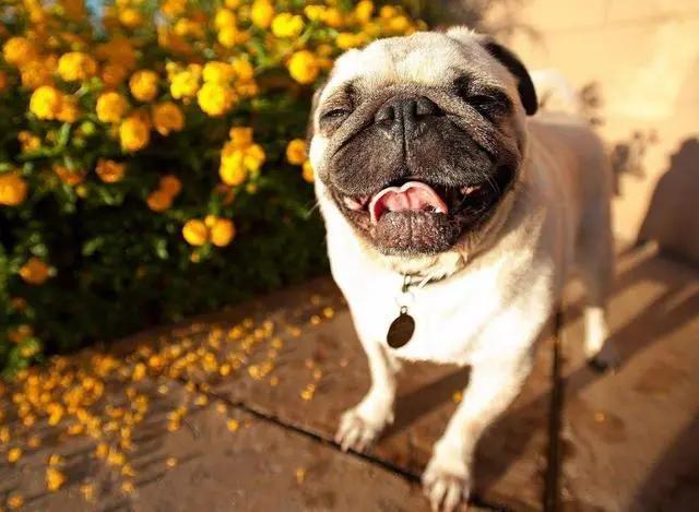 最适合新手养的狗狗十大排行榜,十种最好养的狗狗优缺点图片