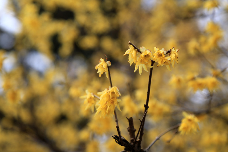 南京古林梅岭，二梅报春；盆景园梅花，婀娜多姿