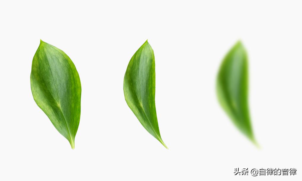 只要加些植物元素，你的PPT页面精致又有格调